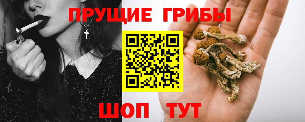 Качканар  Псилоцибиновые грибы Psilocybine cubensis  Вход с VPN 